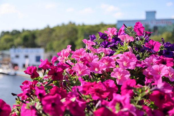Flowers on the main street in Port Carling, Ontario. High quality photo - Fotografie, Obrázek