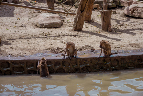 A group of monkey species in the  zoo - Zdjęcie, obraz