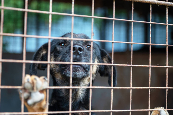 Homeless dog behind bars in a shelter. Dog in animal shelter waiting for adoption. Portrait of homeless dog in animal shelter cage.  - 写真・画像