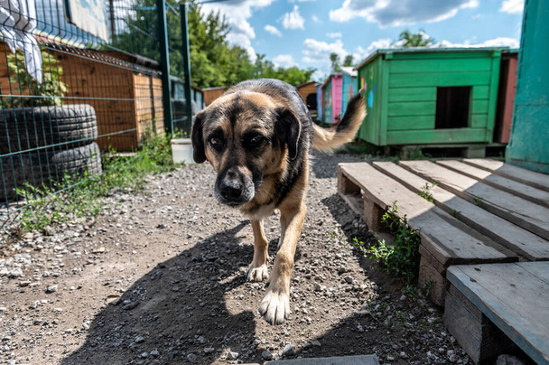 Portrait of homeless dog in animal shelter cage. Homeless dog waiting for adoption.  - Fotoğraf, Görsel