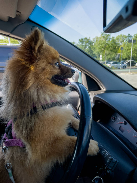 Portrait of a funny Spitz dog driving a car. Dog in the car. - Foto, Imagen