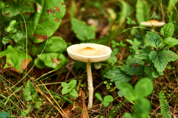 Mushroom in the grass after the rain - Foto, Imagen