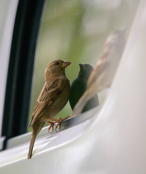 Птица видит свое отражение в окне машины - Фото, изображение