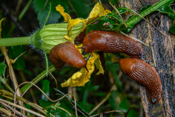 close up of The red slug (Arion rufus), also known as the large red slug, chocolate arion and European red snail, eating leafs in the garden - Photo, Image