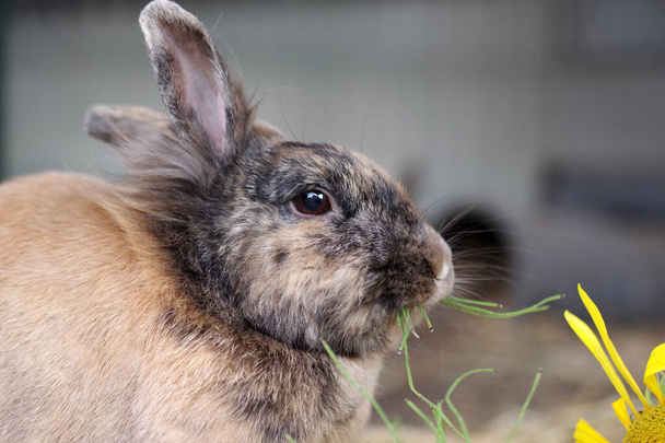 Портрет кролика, який насолоджується свіжим зеленим кормом
 - Фото, зображення