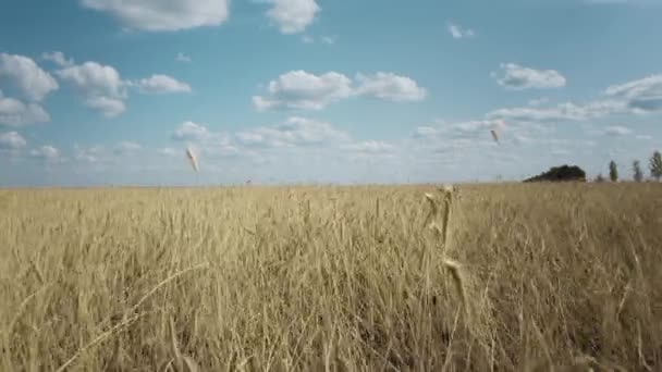Пшеничное поле под синим небом. Камера двигается вверх и вперед по полю. Пшеничные уши раскачиваются на ветру. Вид сверху. 4K - Кадры, видео