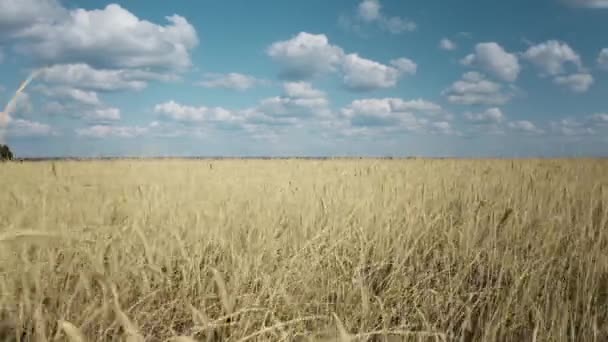 Пшеничное поле под синим небом. Камера движется назад по полю. Пшеничные уши раскачиваются на ветру. 4K - Кадры, видео