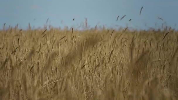 Wheat filed with harvest on a sunny day. The focus moves from a wide shot to a close-up of the wheat. 4K - Filmagem, Vídeo