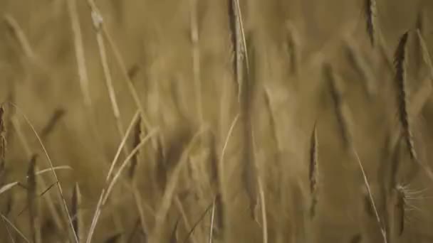 Close-up of wheat, time-lapse shooting. Unusual shot of wheat. 4K - Felvétel, videó