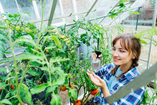 Young woman spraying nature fertilizer, mature to a tomato plants in the greenhouse. Organic food growing and gardening. Eco friendly care of vegetables. The concept of food self-sufficiency - Foto, Imagen