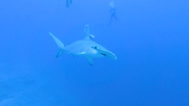 Scalloped hammerhead shark Sphyrna lewini swimming underwater along tropical coral reef with scuba divers - Video, Çekim