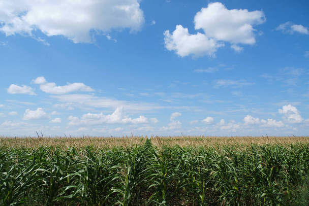 Cornfield background blue sky and clouds - Foto, imagen