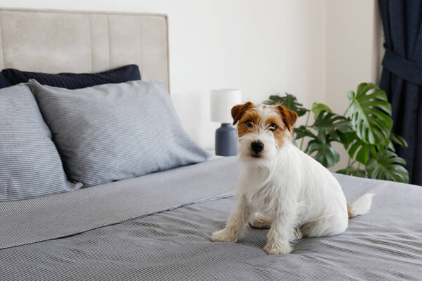 Super cute wire haired Jack Russel terrier puppy with folded ears on a bed with gray linens. Small broken coated doggy on white bedsheets in a bedroom. Close up, copy space, background. - Fotografie, Obrázek