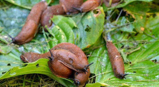 A large accumulation of portuguese slugs on gnawed hosta leaves. Selective focus.   - Fotografie, Obrázek