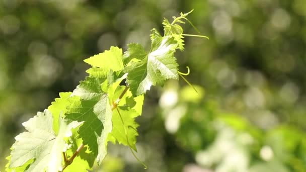 vine leaf branch in the vineyard - Metraje, vídeo