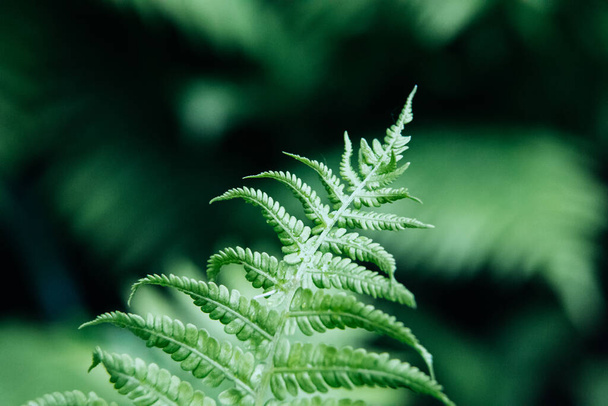 Green young fern leaves, macro, selective focus. Natural background - 写真・画像