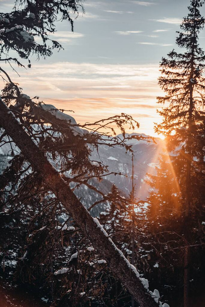 A vertical shot of the snowy trees in the mountains on a sunset - Fotoğraf, Görsel