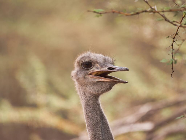Portraits in different angles of a sympathetic female ostrich. - 写真・画像