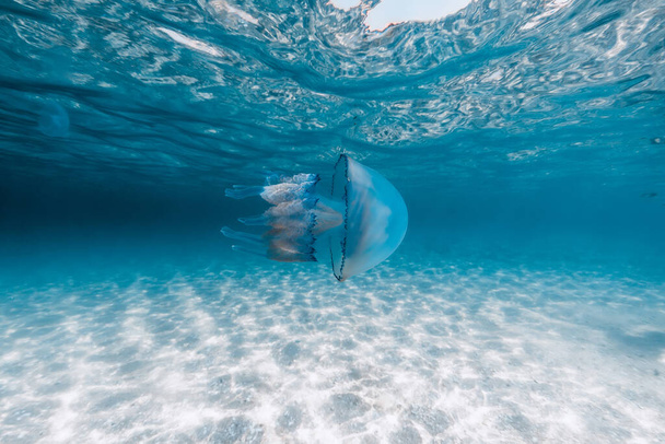 Sea life with big jellyfish underwater in blue sea with sandy bottom - Fotoğraf, Görsel