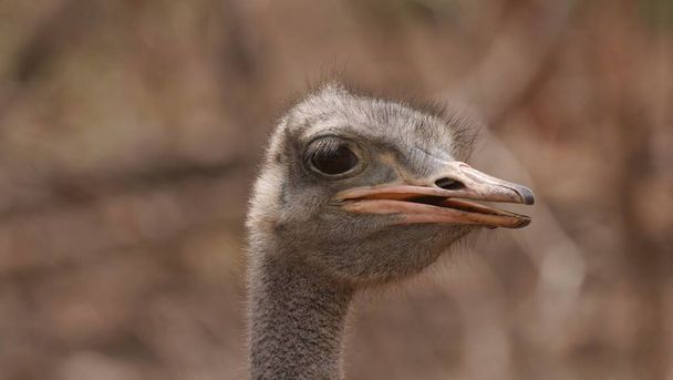 Portraits in different angles of a sympathetic female ostrich. - Фото, изображение