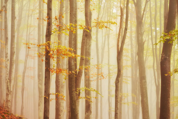 sisli ahşap bir parça ile sonbahar manzarası - Fotoğraf, Görsel