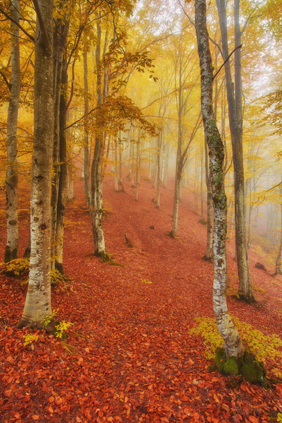 Sendero forestal en las montañas en un día nublado de otoño
. - Foto, imagen