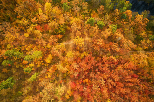 Górny widok z góry na jesienny las z zielonymi i żółtymi drzewami. Las liściasty i iglasty. Piękna jesienna sceneria niedaleko Kijowa, Ukraina - Zdjęcie, obraz