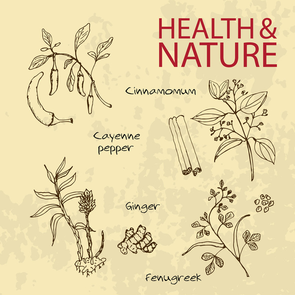 Handdrawn Illustration - Health and Nature Set - Vector, Image
