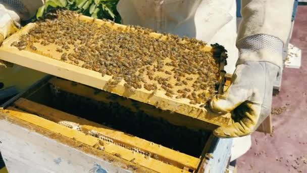 Frame with honey and bees. A beekeeper dismantles a frame with honey and bees from a hive. Beekeeping and apiary - Filmagem, Vídeo
