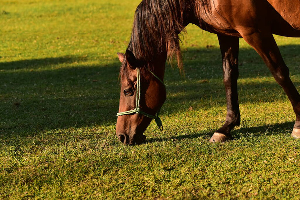 pâturage de chevaux sur la prairie - Photo, image