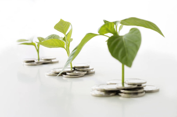 plants grow from coins isolated on white background - Foto, Bild