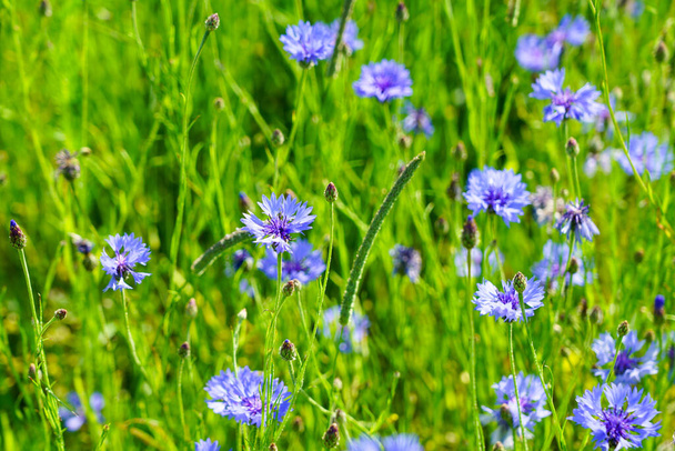 Background with green wild meadow with many blue cornflowers, selected focus - Foto, Bild
