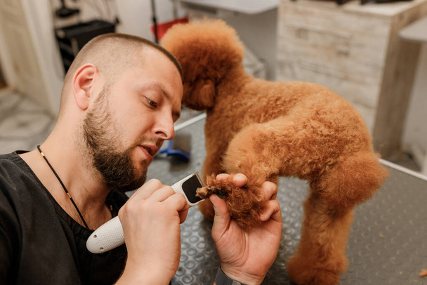 Professional male groomer making haircut of poodle teacup dog at grooming salon with professional equipment  - Fotoğraf, Görsel