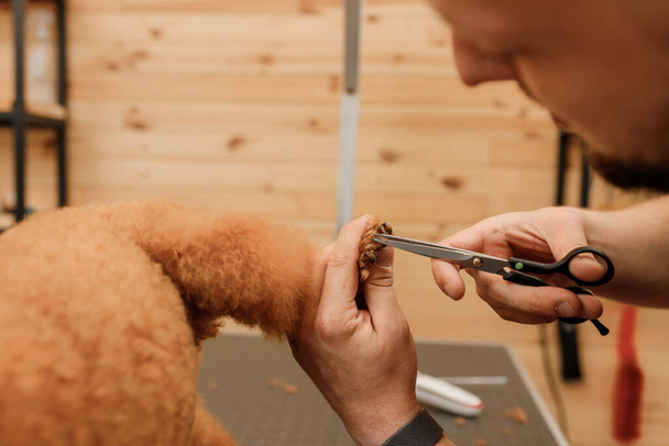Lähikuva ammatillinen mies groomer tehdä aliarvostus villakoira teekuppi koira klo hoitotuotteita salonki ammattikäyttöön  - Valokuva, kuva