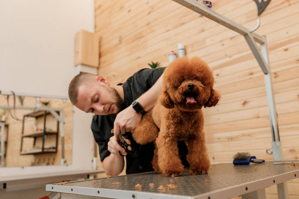 Profesjonalny mężczyzna strzyżenie fryzurę pudel filiżanka pies w salonie kosmetyczne z profesjonalnym sprzętem  - Zdjęcie, obraz