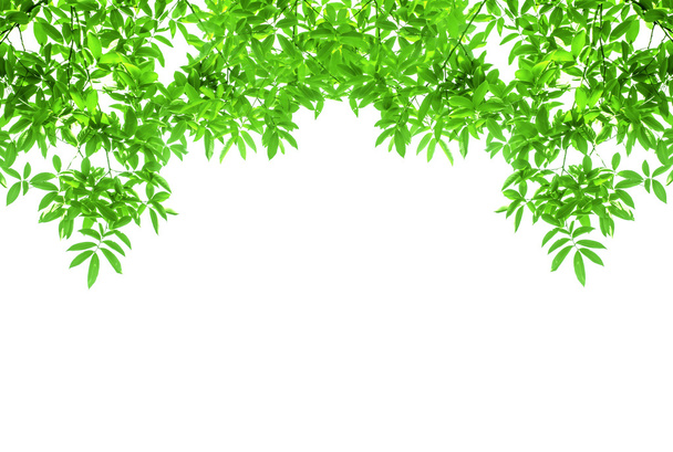 Marco de hojas verdes
 - Foto, Imagen