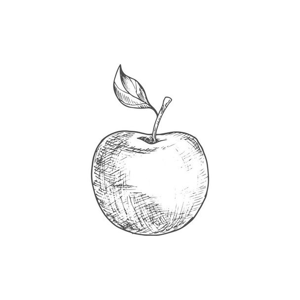Apple fruit vector isolated sketch. Organic natural apple fruit with leaf - Διάνυσμα, εικόνα