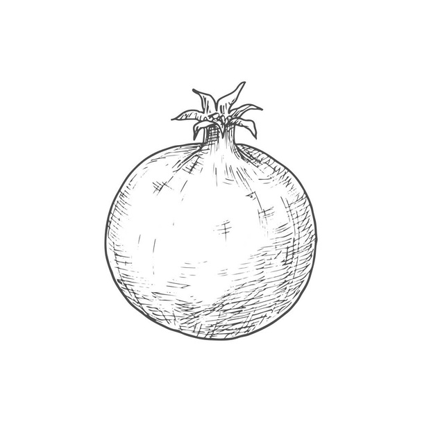 Pomegranate isolated sketch fruit. Vector forbidden fruit in the Garden of Eden, symbolizes fruitfulness - Vektor, Bild