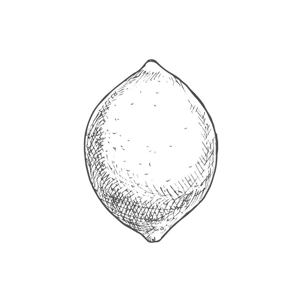 Lemon fruit sketch. Vector isolated whole organic natural lemon or lime citrus fruit - Vector, Image
