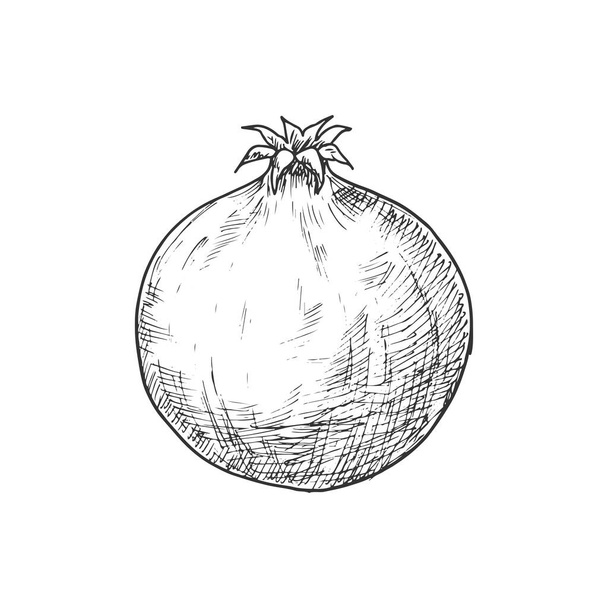 Pomegranate isolated sketch fruit. Vector forbidden fruit in the Garden of Eden, symbolizes fruitfulness - Vektor, Bild