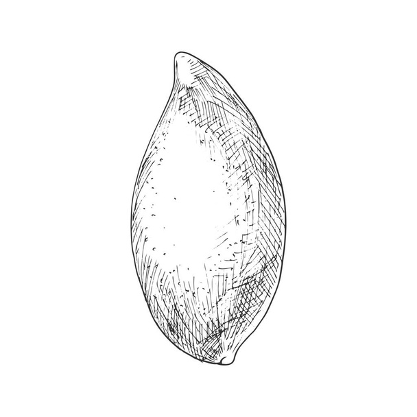 Mango tropical fruit sketch. Vector isolated organic whole exotic mango fruit with leaf - Vetor, Imagem
