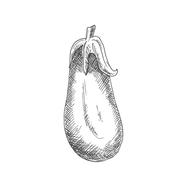 Aubergine vegetable, eggplant isolated vector. Vector monochrome fruit of brinjal, hand drawn - Vetor, Imagem