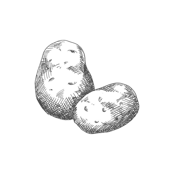 Old potato isolated vegetable sketch. Vector vegetarian food, tuber uncooked root - Vector, afbeelding