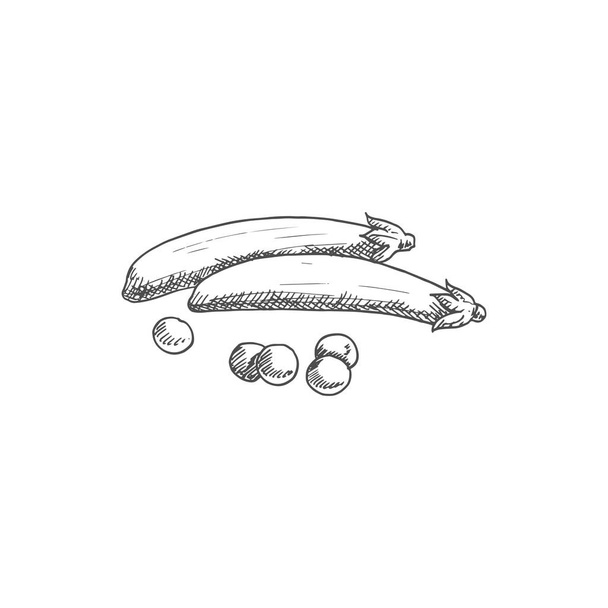 Pea pod isolated monochrome sketch. Vector split peas vegetable, organic food - Vektor, kép