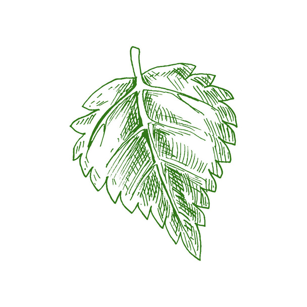 Аспен или вяз, ольховый лист изолированный ручной рисунок. Векторная зеленая листва, березовая листва - Вектор,изображение