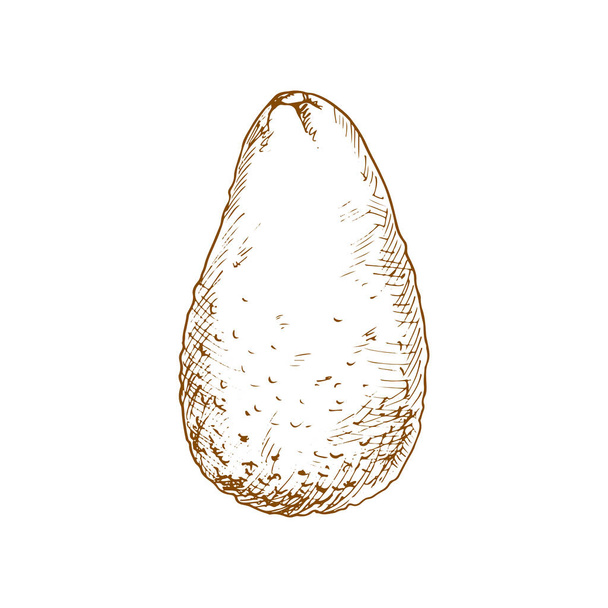 Avocado or alligator pear isolated mexican fruit sketch. Vector guacamole food ingredient - Vetor, Imagem