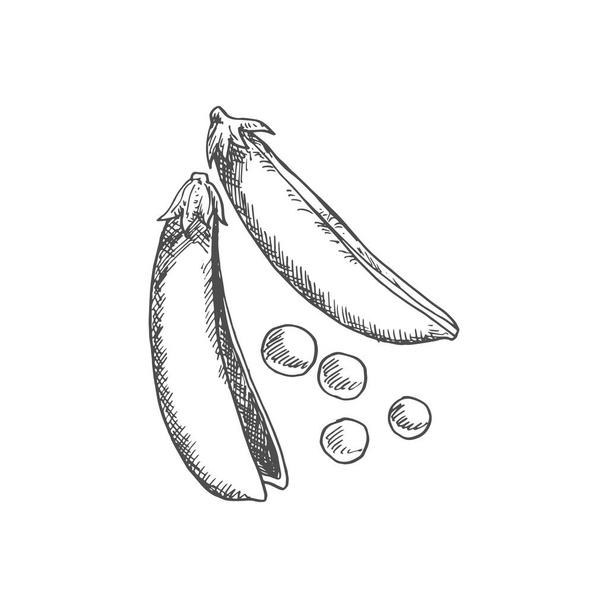 Pea pod isolated monochrome sketch. Vector split peas vegetable, organic food - Vettoriali, immagini