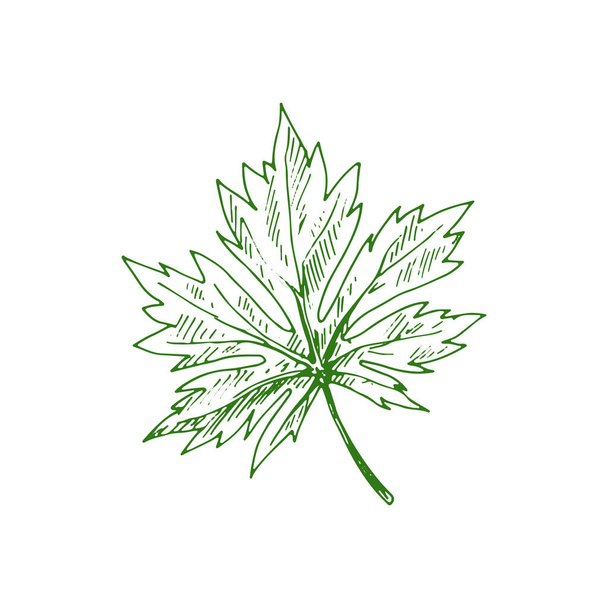 Изолированный набросок конского орешка с зеленым листом. Векторная зеленая весна или летняя листва - Вектор,изображение