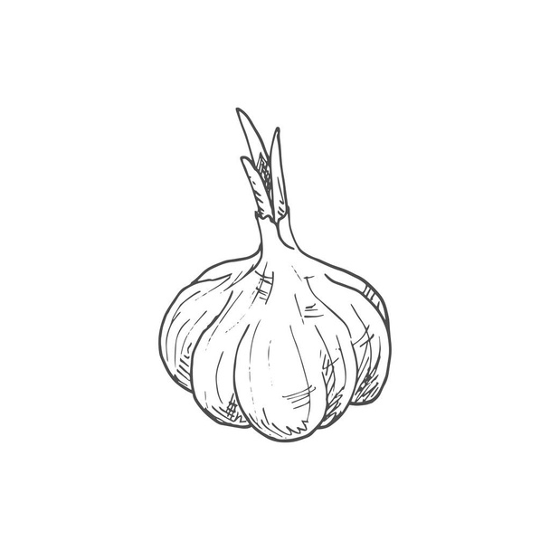 Garlic cooking seasonings sketch. Vector isolated garlic spice, culinary condiment and flavoring - Vector, afbeelding