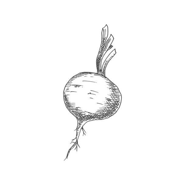 Beetroot food ingredient isolated sketch. Vector vegetable, whole monochrome beet root - Vector, Image